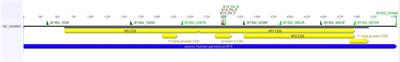 Surveillance of Erythrovirus B19 (B19V) in patients with acute febrile illness suspected of arboviruses in Mato Grosso do Sul state, Brazil